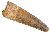 Fossil Spinosaurus Tooth - Real Dinosaur Tooth #305738-1